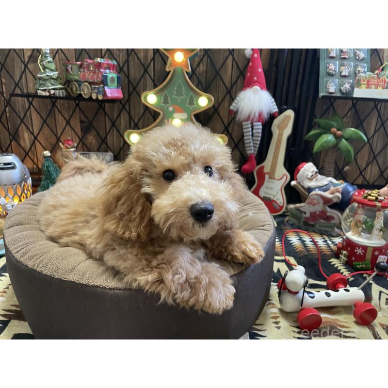 販売中の北海道のトイプードル-417003の3枚目