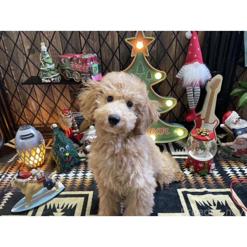 販売中の北海道のトイプードル-417003の2枚目