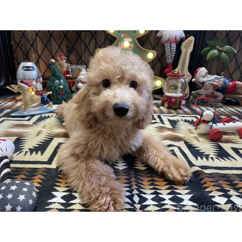 商談中の北海道のトイプードル-417004の8枚目