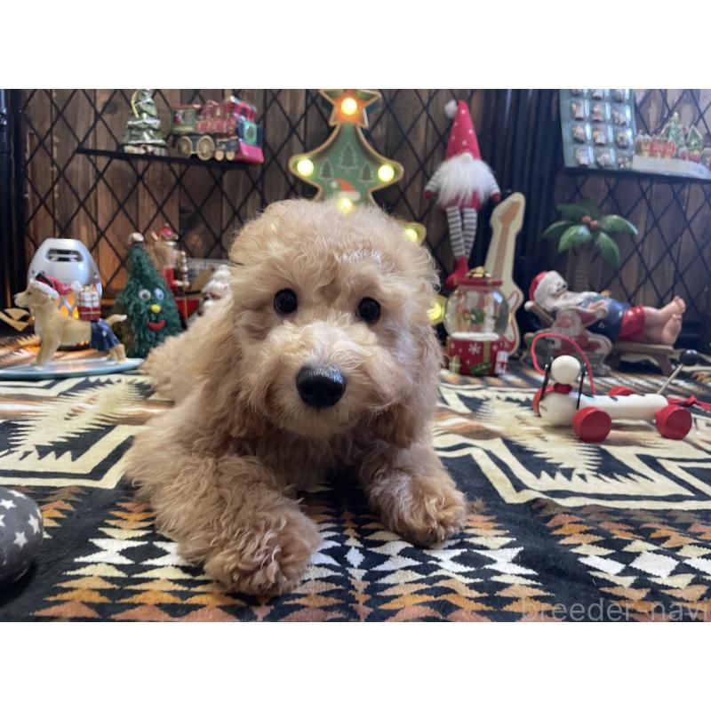 商談中の北海道のトイプードル-417004の7枚目