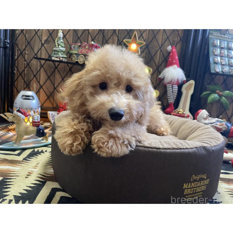 商談中の北海道のトイプードル-417004の3枚目