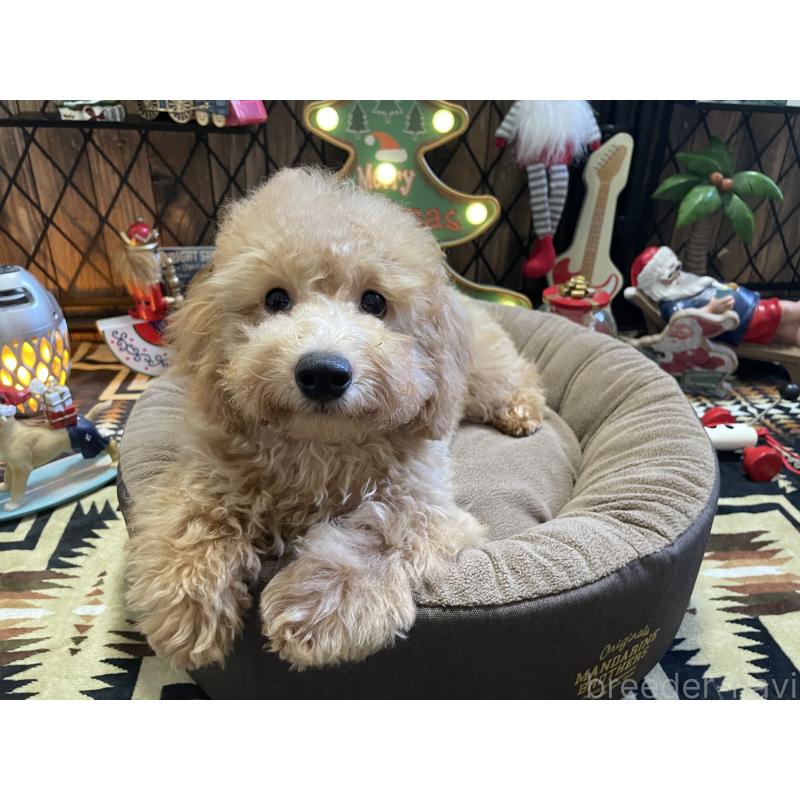 商談中の北海道のトイプードル-417004の2枚目