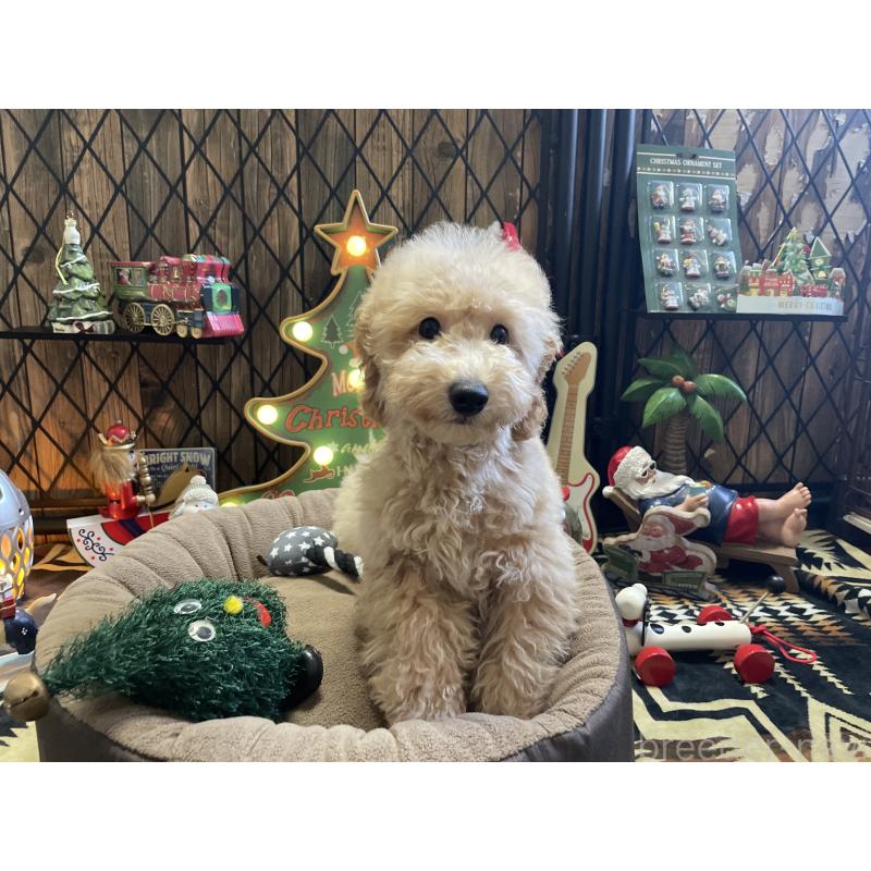 販売中の北海道のトイプードル-417005の10枚目