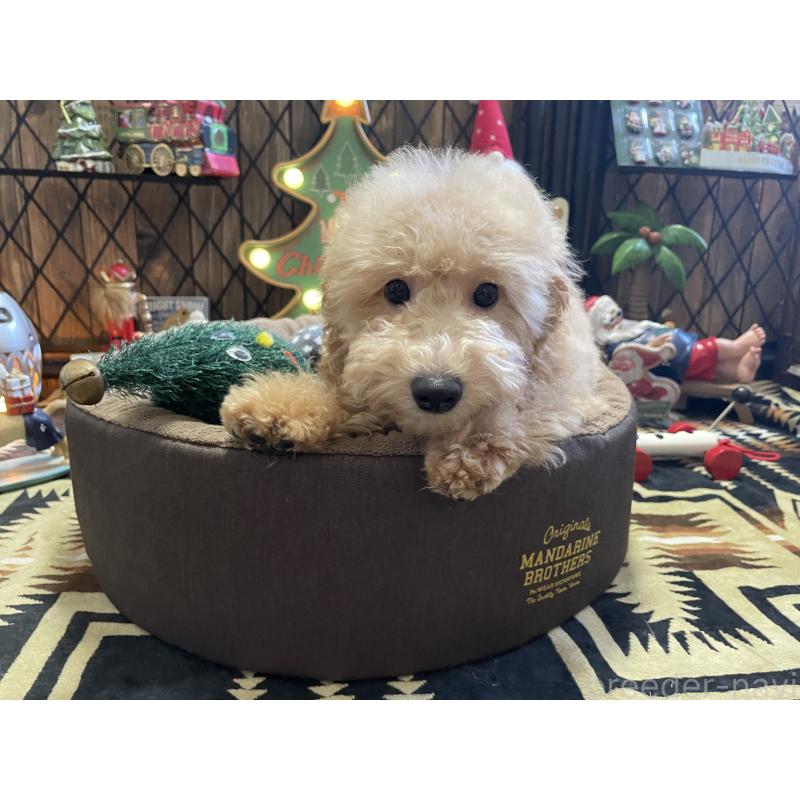 販売中の北海道のトイプードル-417005の9枚目