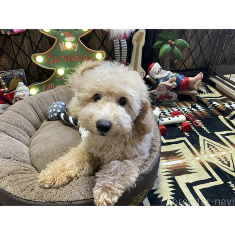 販売中の北海道のトイプードル-417005の8枚目