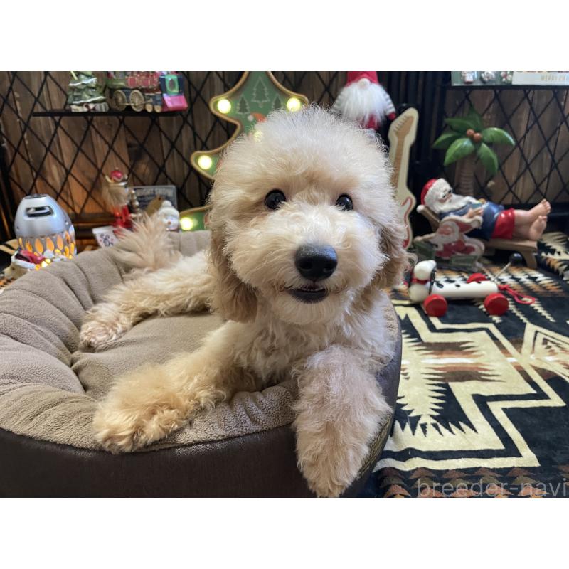 販売中の北海道のトイプードル-417005の7枚目