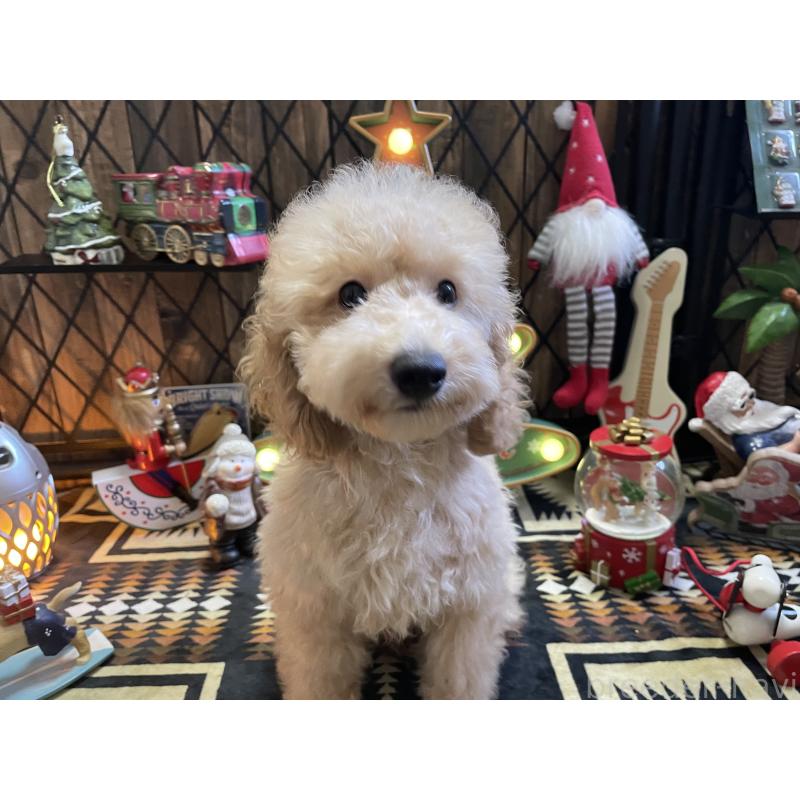 販売中の北海道のトイプードル-417005の6枚目