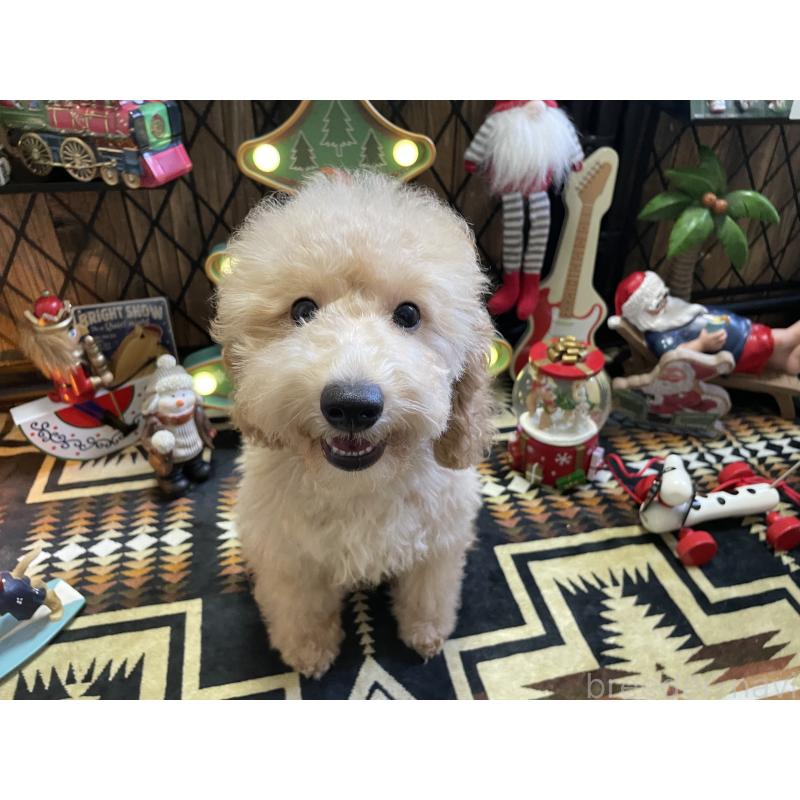 販売中の北海道のトイプードル-417005の5枚目