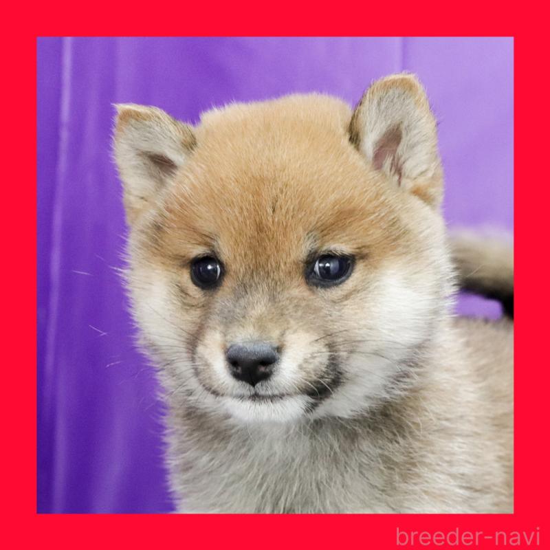 販売中の愛知県の豆柴-430123の1枚目