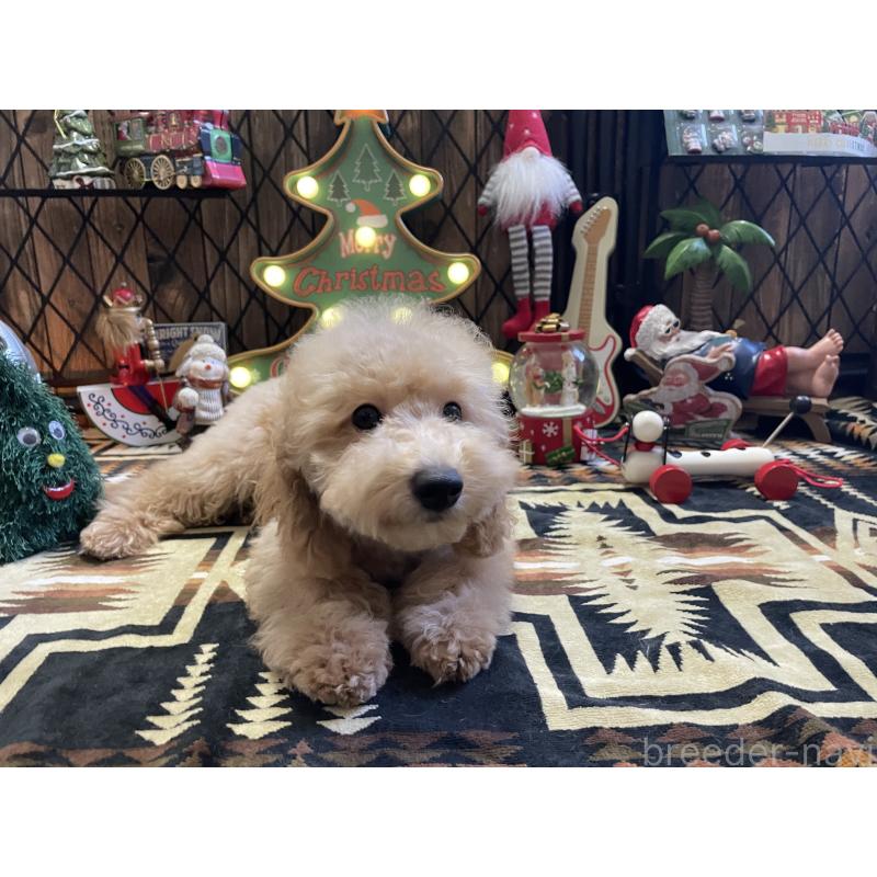 販売中の北海道のトイプードル-417005の4枚目