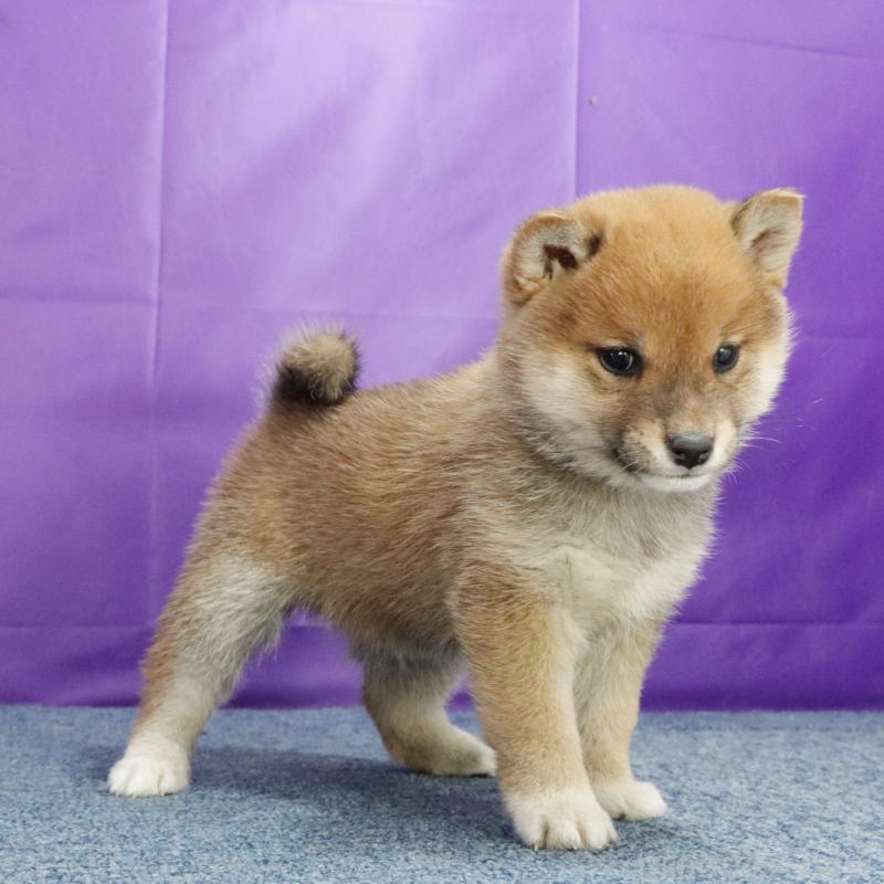 販売中の愛知県の豆柴-430123の3枚目