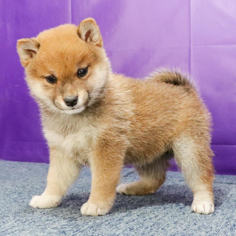 販売中の愛知県の豆柴-430123の2枚目