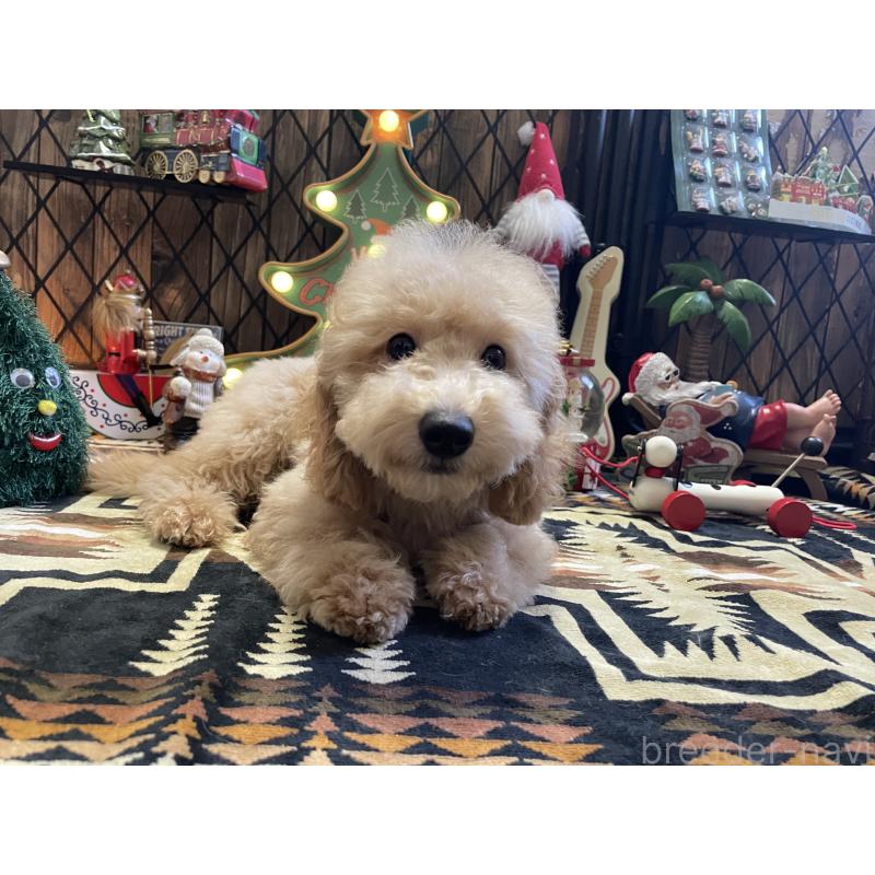 販売中の北海道のトイプードル-417005の3枚目