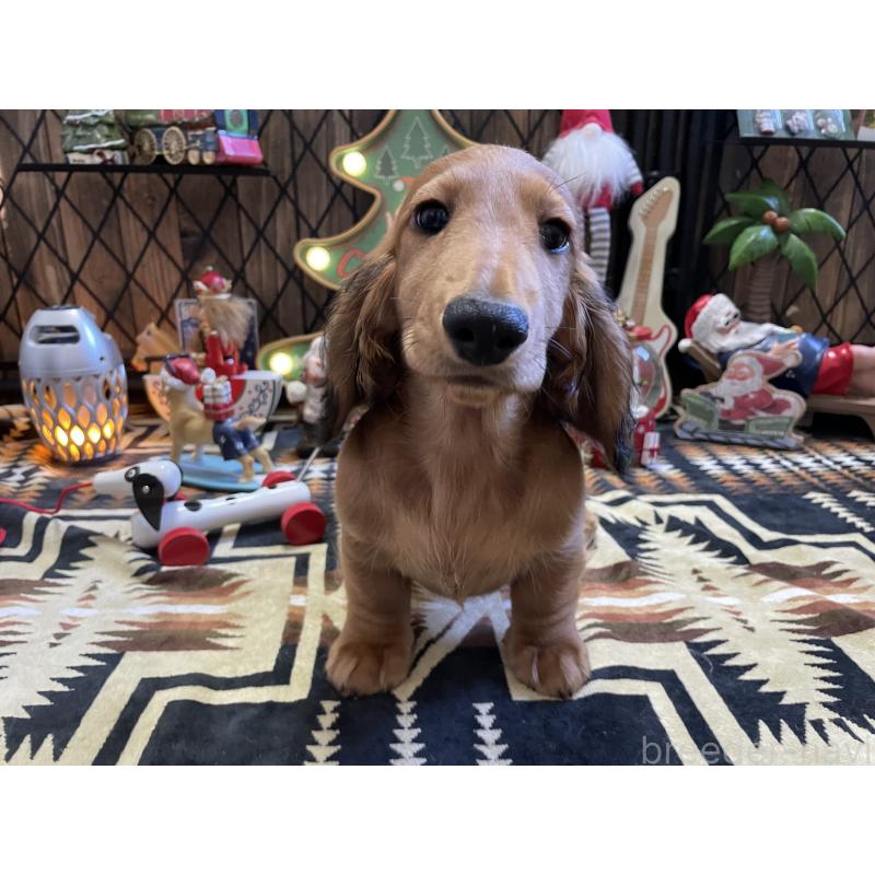 販売中の北海道のミニチュアダックスフンド(ロングヘアード)-417021の19枚目