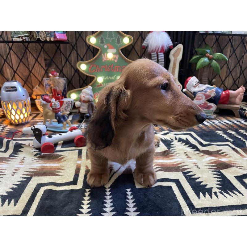 販売中の北海道のミニチュアダックスフンド(ロングヘアード)-417021の18枚目