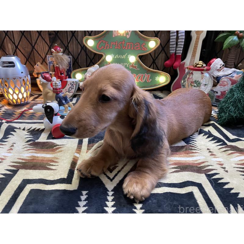 販売中の北海道のミニチュアダックスフンド(ロングヘアード)-417021の17枚目