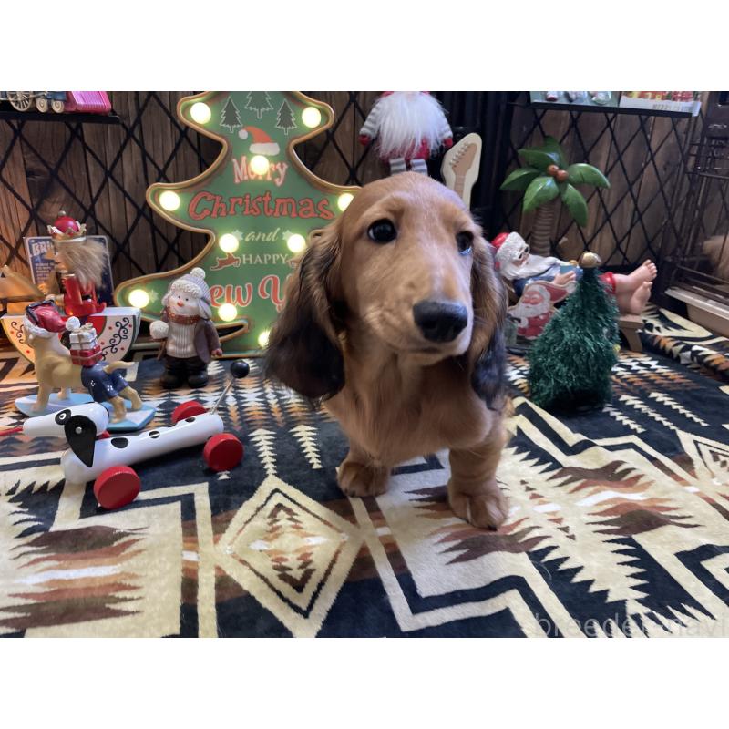 販売中の北海道のミニチュアダックスフンド(ロングヘアード)-417021の16枚目