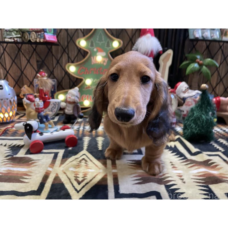 販売中の北海道のミニチュアダックスフンド(ロングヘアード)-417021の15枚目