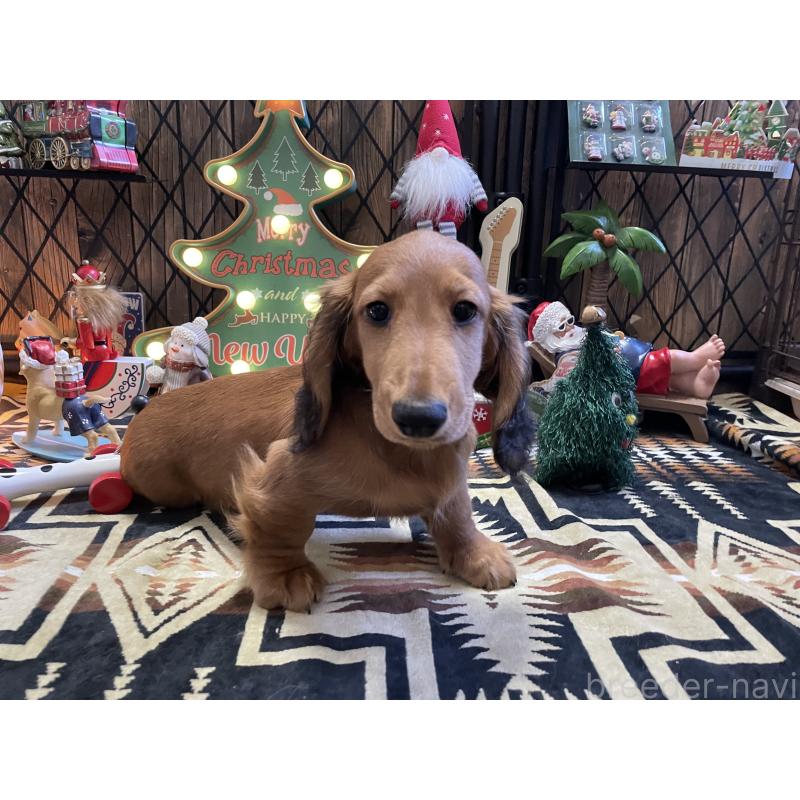 販売中の北海道のミニチュアダックスフンド(ロングヘアード)-417021の14枚目