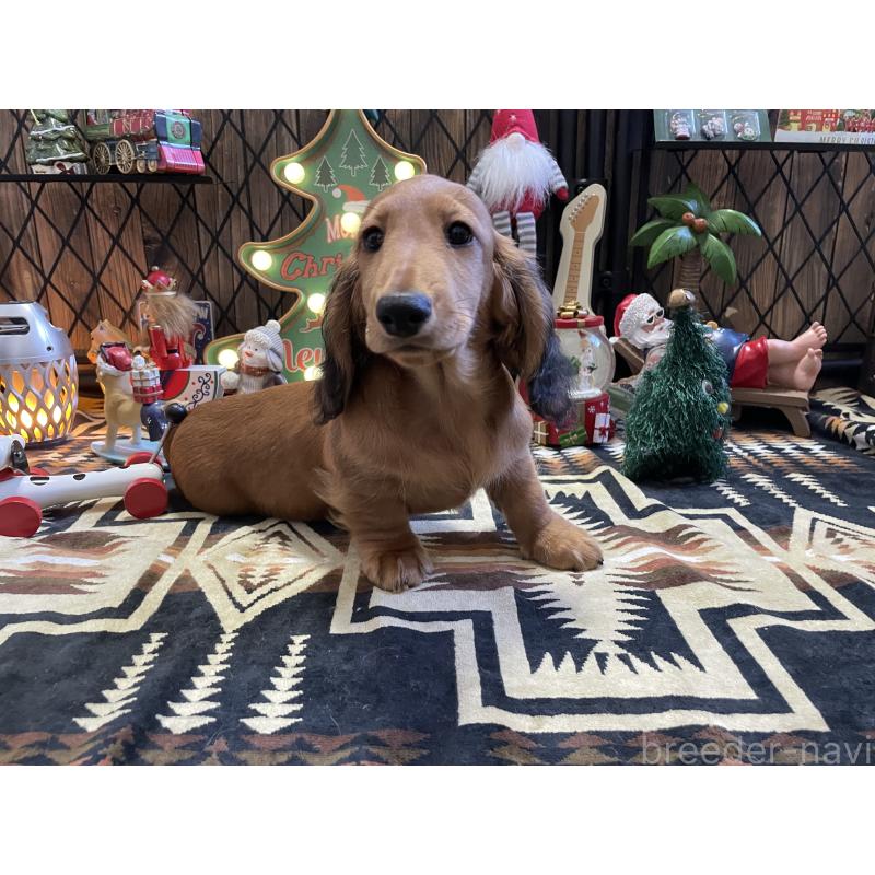 販売中の北海道のミニチュアダックスフンド(ロングヘアード)-417021の13枚目