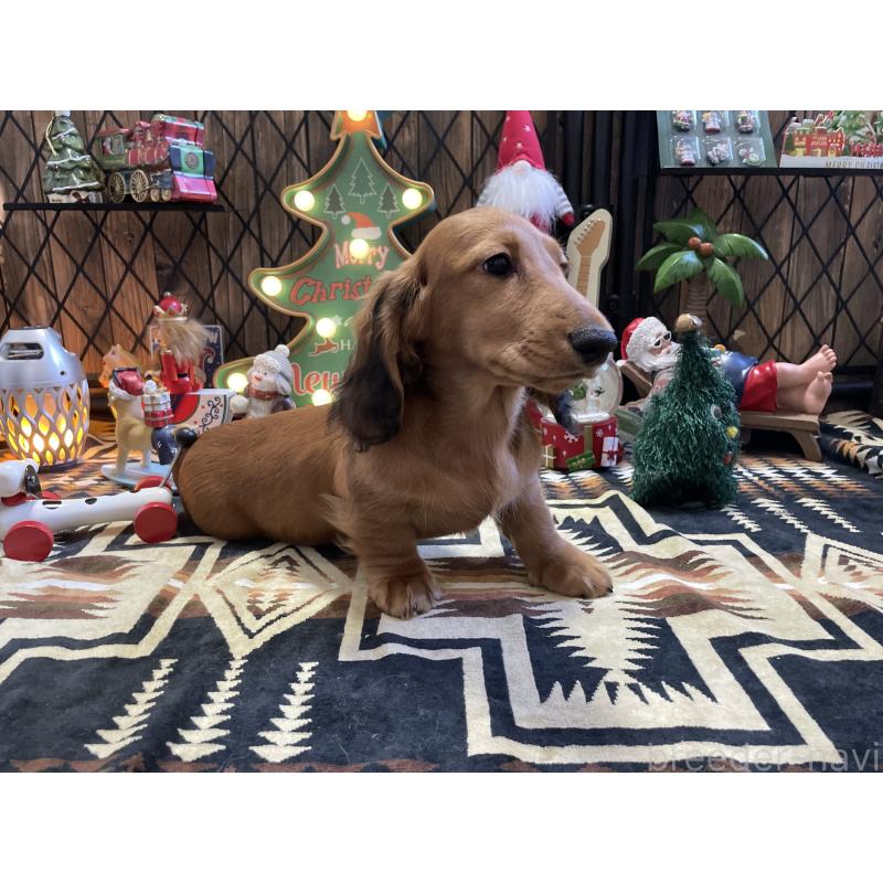 販売中の北海道のミニチュアダックスフンド(ロングヘアード)-417021の12枚目