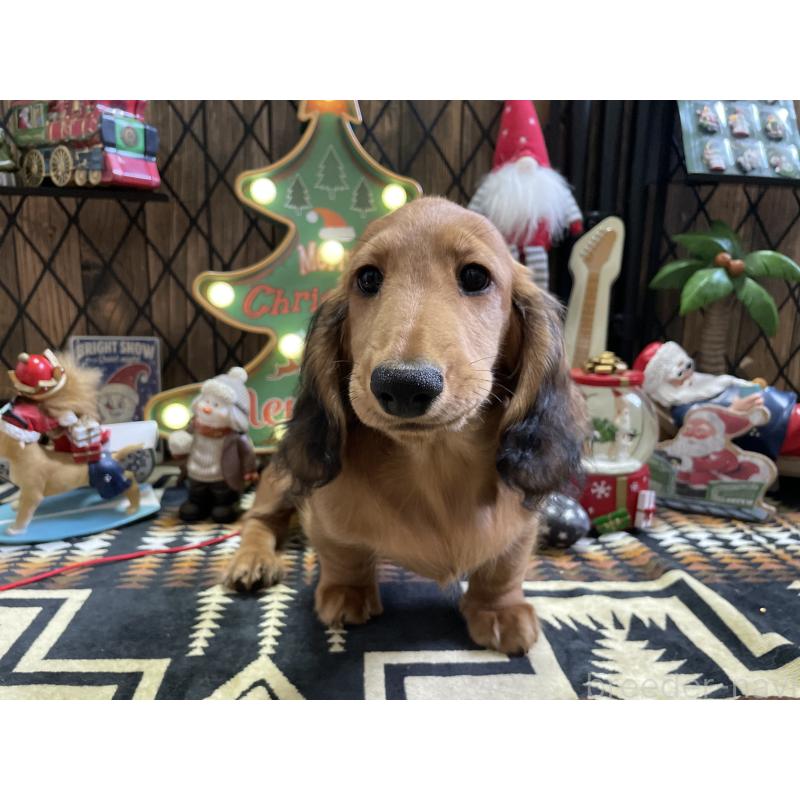 販売中の北海道のミニチュアダックスフンド(ロングヘアード)-417021の11枚目