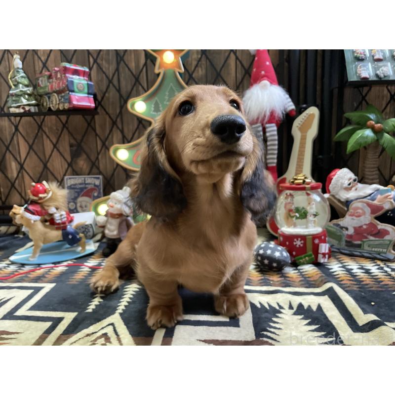 販売中の北海道のミニチュアダックスフンド(ロングヘアード)-417021の10枚目