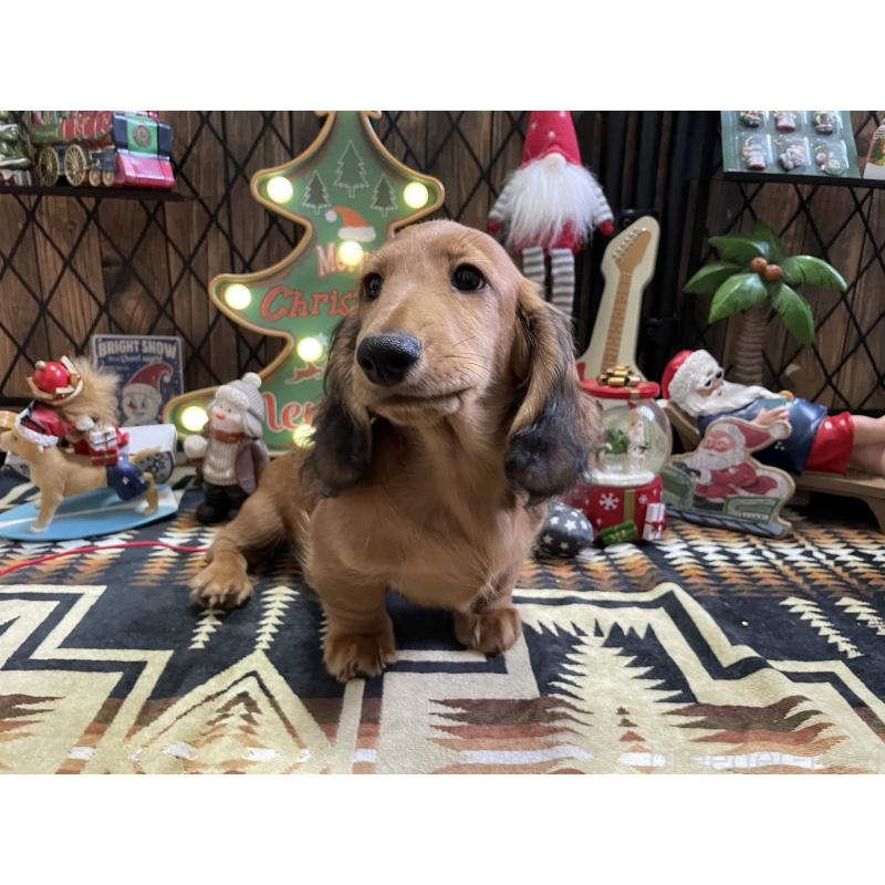 販売中の北海道のミニチュアダックスフンド(ロングヘアード)-417021の9枚目