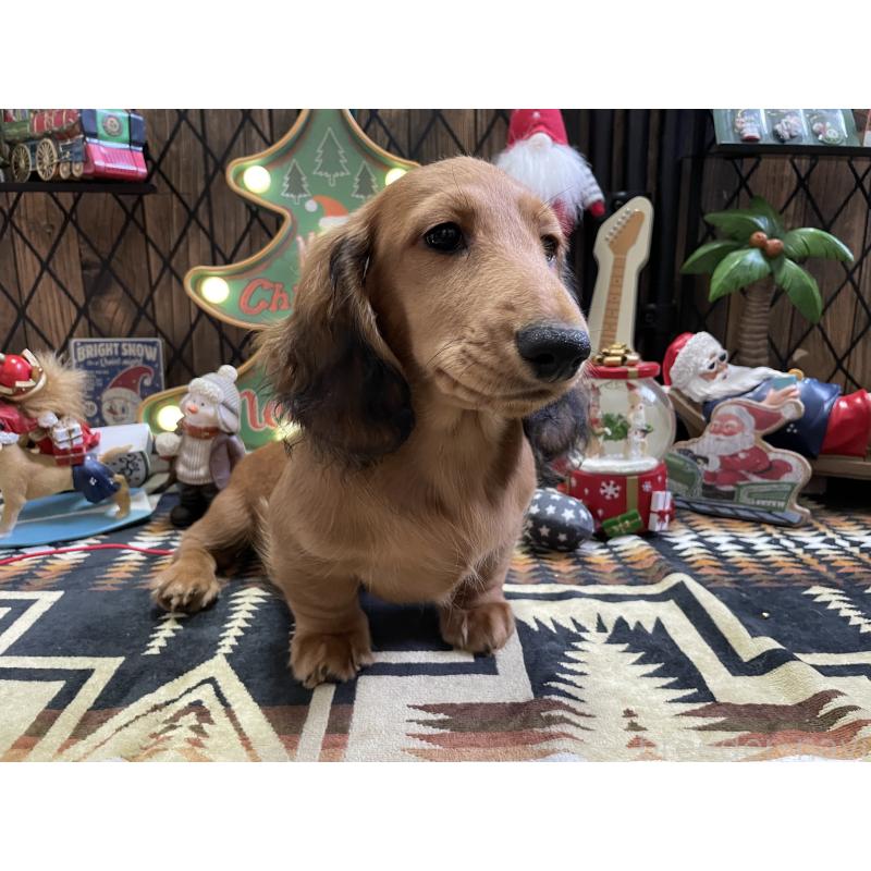 販売中の北海道のミニチュアダックスフンド(ロングヘアード)-417021の8枚目