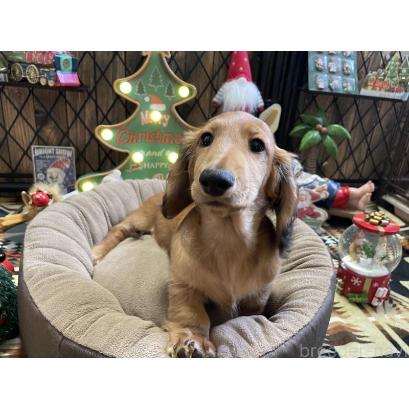 販売中の北海道のミニチュアダックスフンド(ロングヘアード)-417021の7枚目