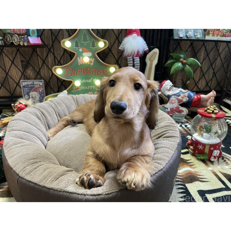 販売中の北海道のミニチュアダックスフンド(ロングヘアード)-417021の6枚目