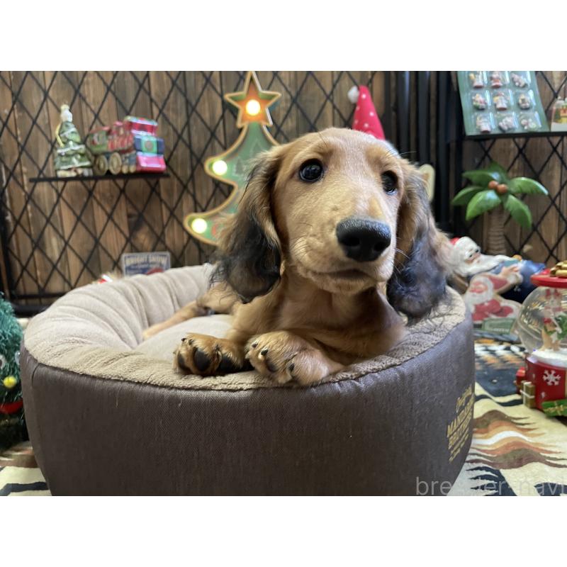 販売中の北海道のミニチュアダックスフンド(ロングヘアード)-417021の5枚目