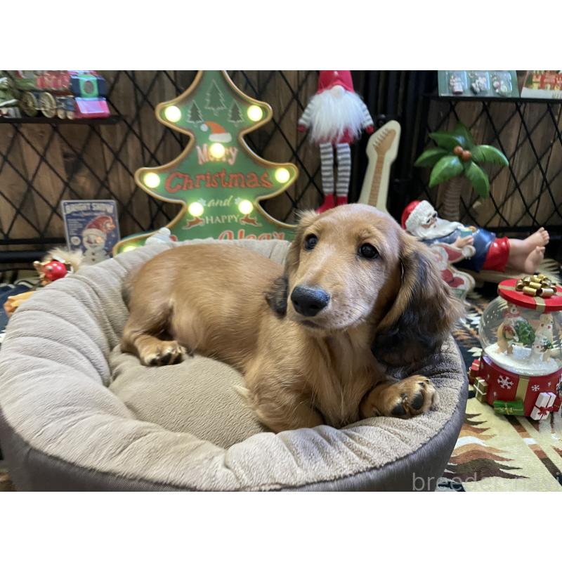 販売中の北海道のミニチュアダックスフンド(ロングヘアード)-417021の4枚目