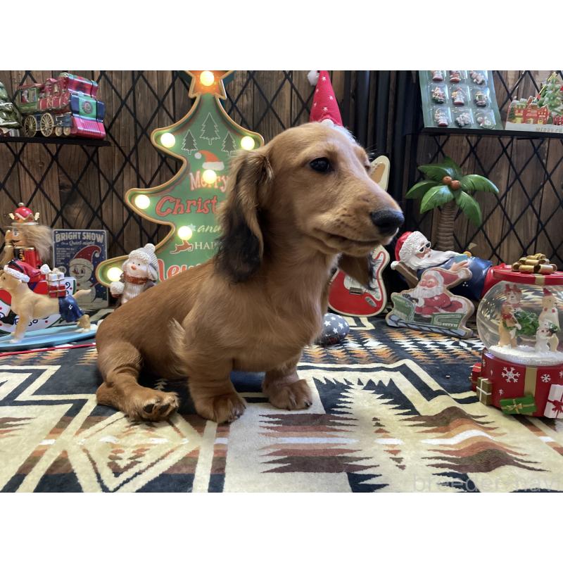 販売中の北海道のミニチュアダックスフンド(ロングヘアード)-417021の3枚目