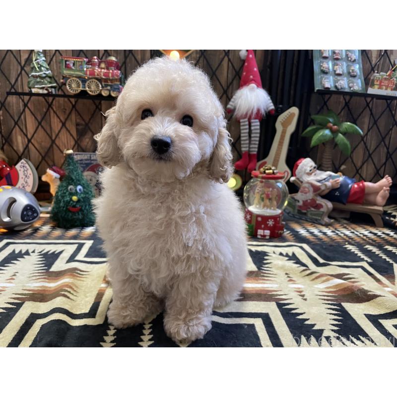 販売中の北海道のトイプードル-424882の15枚目