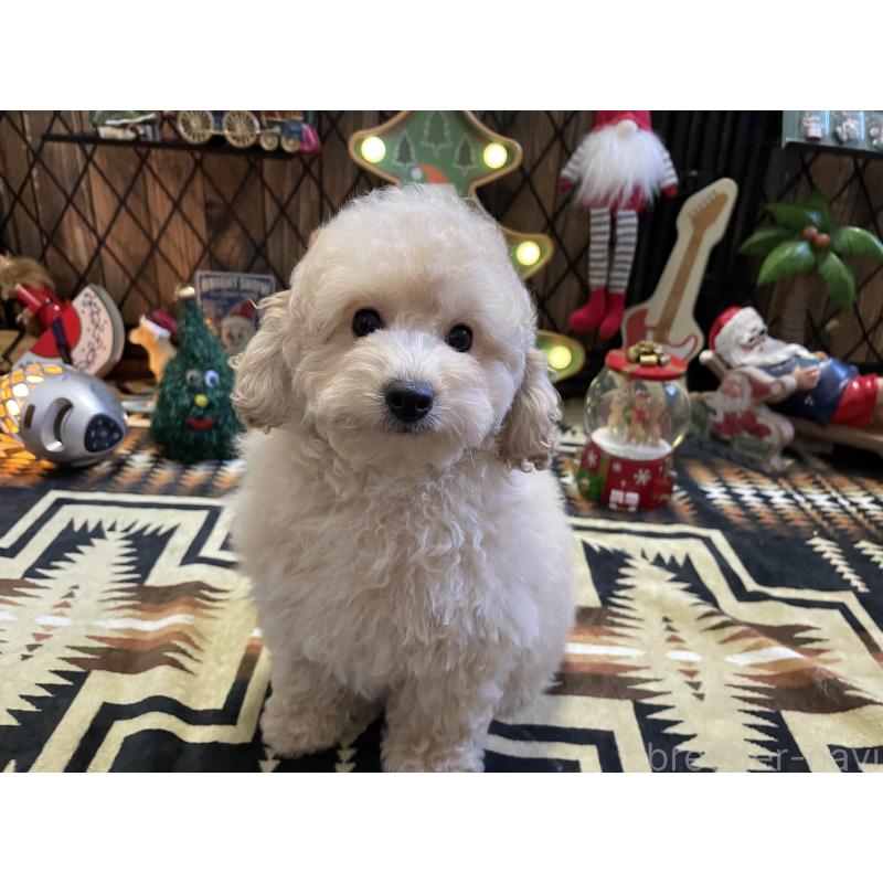 販売中の北海道のトイプードル-424882の13枚目