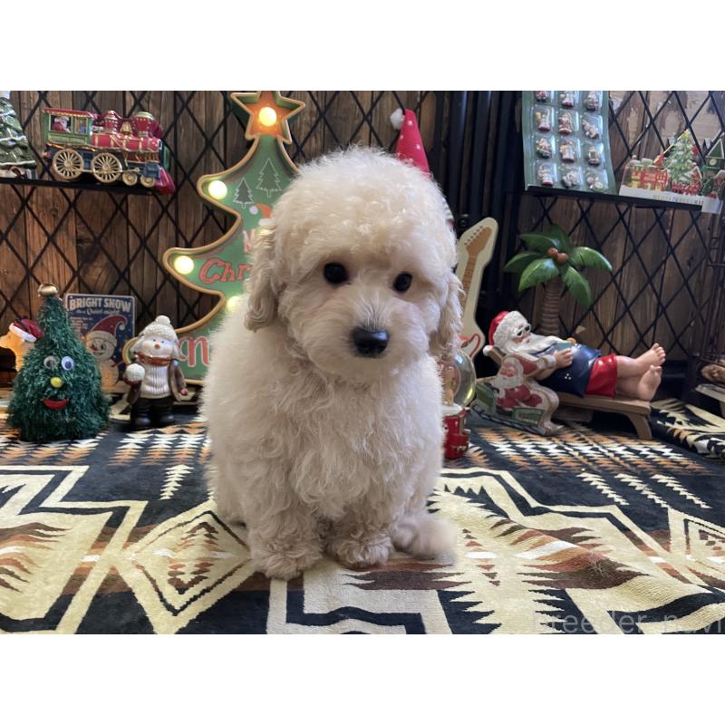 販売中の北海道のトイプードル-424882の12枚目