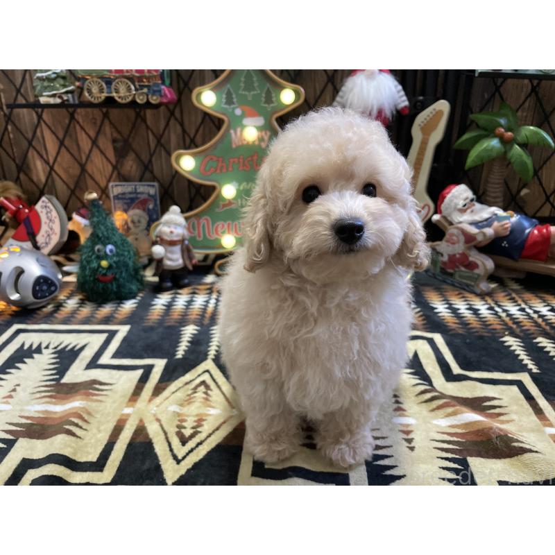 販売中の北海道のトイプードル-424882の11枚目