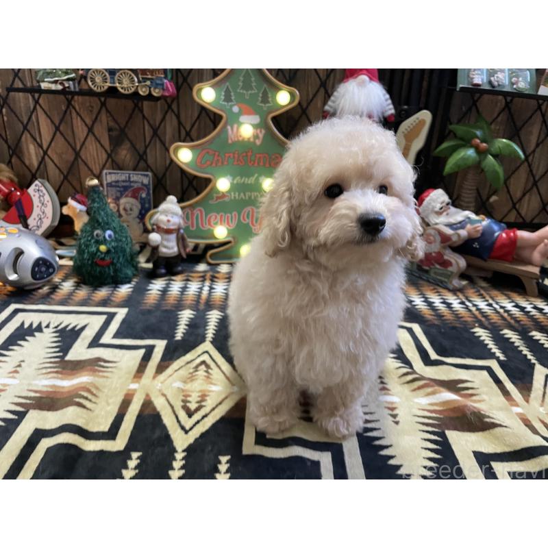 販売中の北海道のトイプードル-424882の10枚目