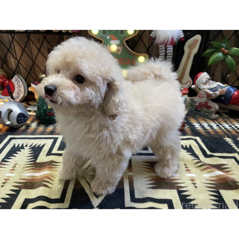 販売中の北海道のトイプードル-424882の9枚目