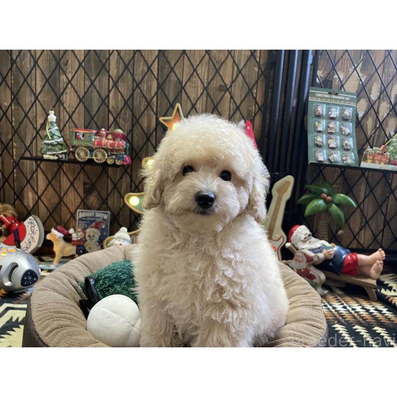 販売中の北海道のトイプードル-424882の8枚目