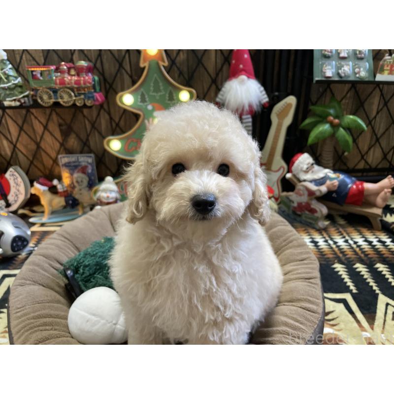 販売中の北海道のトイプードル-424882の7枚目