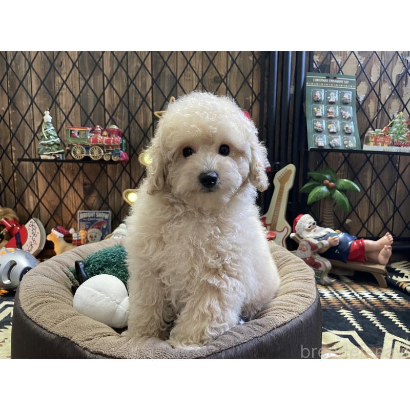 販売中の北海道のトイプードル-424882の6枚目