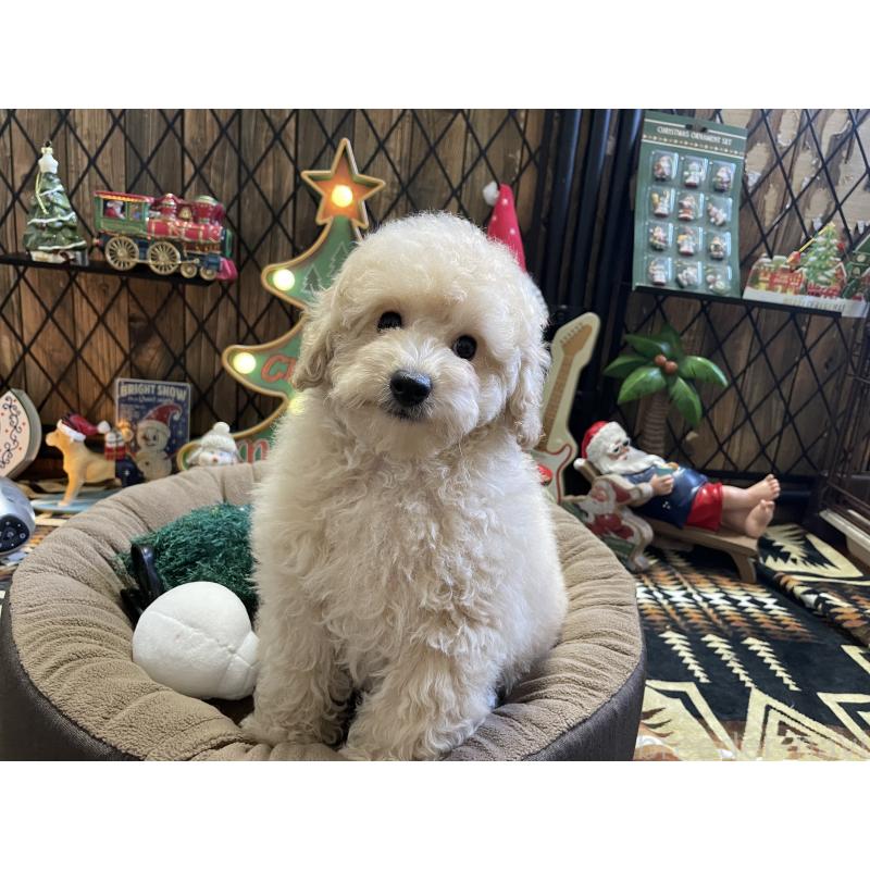 販売中の北海道のトイプードル-424882の5枚目