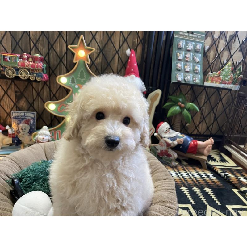 販売中の北海道のトイプードル-424882の4枚目