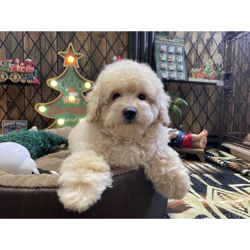 販売中の北海道のトイプードル-424882の3枚目