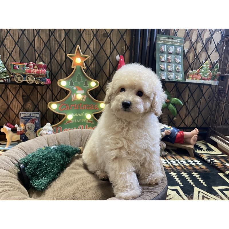 販売中の北海道のトイプードル-424882の2枚目