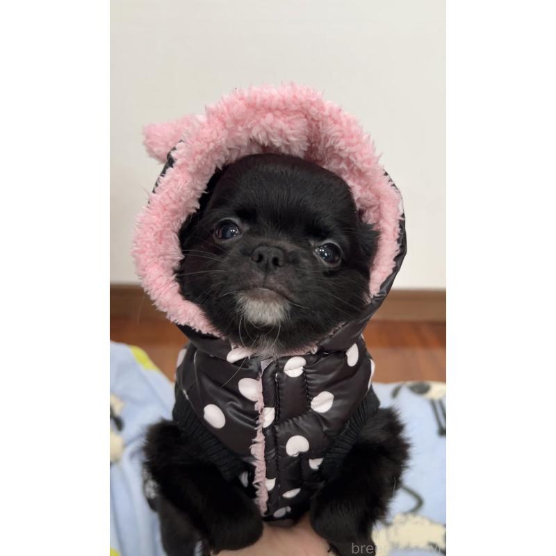 販売中の広島県のチワワ(ロングコート)-425930