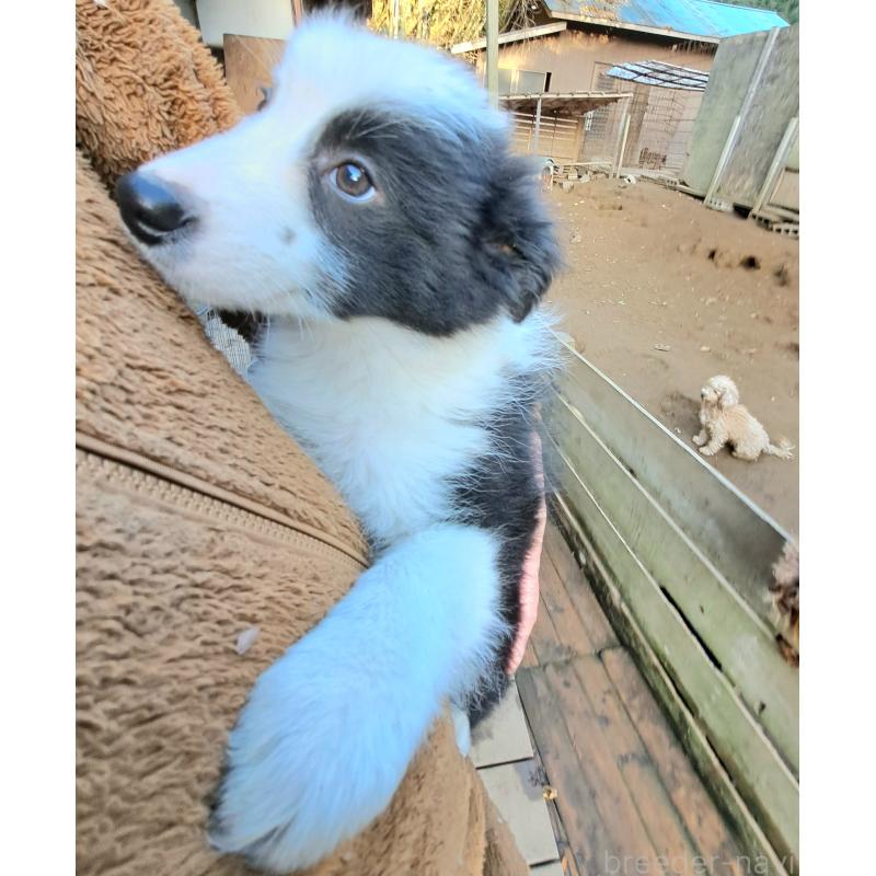 販売中の千葉県のボーダーコリー-430114の5枚目