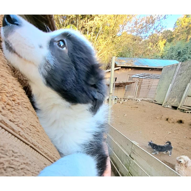 販売中の千葉県のボーダーコリー-430114の4枚目